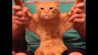 Dubstep Cat - Matthew Paquette | Vine #40