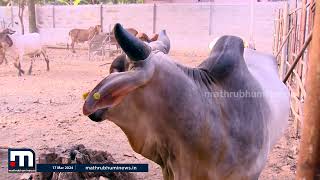 ഈ പശുക്കൾക്ക് നല്ല ഇമ്യൂണിറ്റിയാണ്..  സ്ട്രെസ് കൊടുക്കരുത്.. വൈല്‍ഡ് ആണെങ്കിലും വളരെ സെന്‍സിറ്റീവാണ്