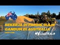 #VLOGSTRALIA BEKERJA DI PABRIK BULIR GANDUM AUSTRALIA | WHV INDONESIA