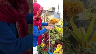 ऐसी हालत में हो गया काटना पड़ गया ।#short #plant #video #flower