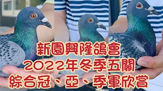 2022年南海冬季屏東新園興隆賽鴿協會五關綜合冠、亞、季軍鴿欣賞