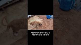 결국 새끼들을 물고 떠났어요. 아빠 고양이는 쳐다본 잘못밖에 없는데.. #아깽이 #kitten #고양이