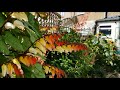 growing mina lobata monday magic 11th september 2017