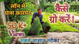 लॉन मे ग्रास कारपेट ग्रो करने का सबसे आसान तरीका जानिए। Growing grass carpet in a Lawn