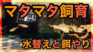 マタマタ水替えとエサやり