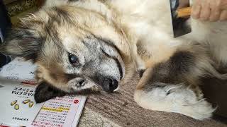 じいじにブラッシングされると犬のムーちゃんはこのようになります