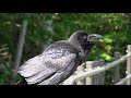 ハシブトガラスの鳴き声 jungle crow