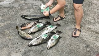 18/11/2024 REPOST Mancing at Kolam Gertak Sanggol Teluk kumbar Penang