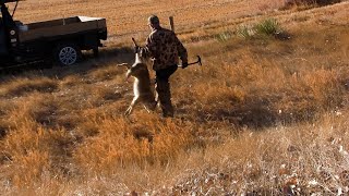 Wiebe Trapline Adventures S2/E12 - Richard Johnson Coyote Line