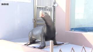 須磨海浜水族園　アシカとバランス感覚対決