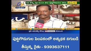 Milky Mushrooms - Highest yield in AP by KVR mushrooms - 7981093848 -9393637111 -