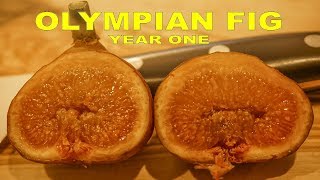 Olympian Fig Taste Test On A First Year Tree