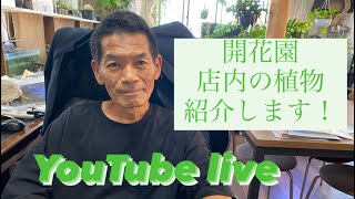 店内商品紹介  いきなりYouTubelive✨ 観葉植物　ロシアンオリーブ　花苗　たくさんあります　父の日　植物プレゼント　おすすめ【おうちでガーデニング】開花園チャンネル