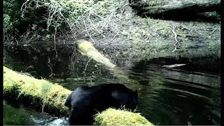 Black Bear Belly Flop || ViralHog
