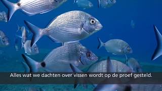 Oog voor vis: het is tijd voor een nieuwe blik op vis