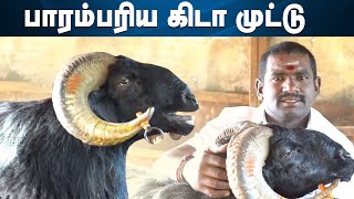 சண்டைக்கு எப்படி தயார் செய்வது  !! மதுரை கிடா சண்டை  Keda Sandai | Goat Fight | Sheep Fight | IBC