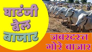 विदर्भातील प्रसिद्ध घाटंजी  बैल बाजार |🐂🐂🐂 ghatanji bail bazar | ox bazar |अन्नदाता शेतकरी मित्र