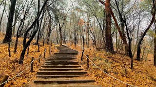 [4K] Walk in the Rain Acha Ecological Park Seoul Ambience Sounds ASMR 비오는 서울 아차산 생태공원 걷기 우산 빗소리 서울워커