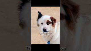 Stan the dog is jealous that this dog is with his favorite dog!#shorts #viralvideo #shortsvideo