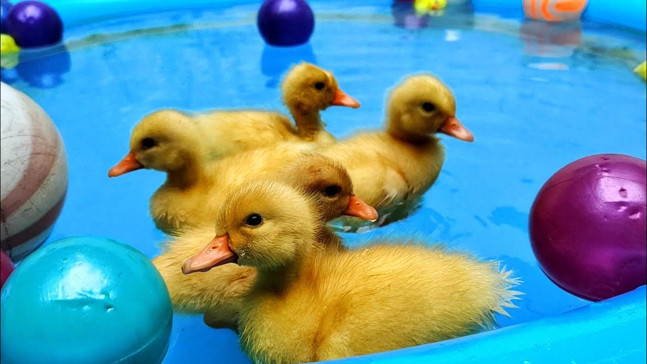 Baby Duck Swimming In Pool Youtube