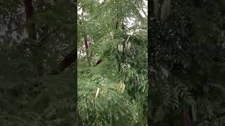 what kind of tree? is this is it acacia?