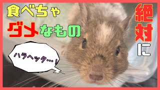 【デグー】これだけは食べちゃダメ…。口にすると危険な食べ物を紹介！