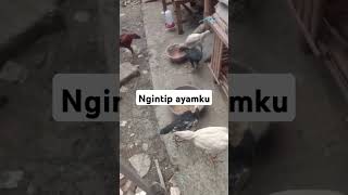 Ngintip ayamku #fypage #fypyoutube #ayambebek #chicken #ayam #ayamkampung #peternakbebek #ayambek