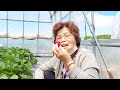 756【80代のばあちゃん】イチゴ狩りに、行って来たよ🍓