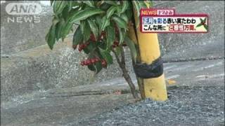 ど根性マンリョウ、アスファルトからひょっこり（11/01/07）