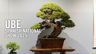 UBE VI 2025, the Spanish national bonsai exhibition