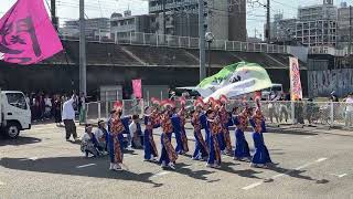 黎霞『錦上添花』【第二部】／関八州よさこいフェスタ in 黒目川花まつり（2024/03/31）@朝霞市産業文化センター 第2駐車場