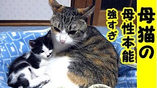 【猫親子】母猫の強烈な家族愛・子猫に対する母性本能の話・招き猫ちゃんねる