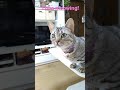 時々声をあげるジェネッタ猫ルナ　genetta cat meowing often.