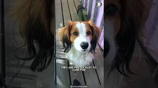 Nederlands Kooikerhondje 🐶 De zeldzame eendenjachthonden!