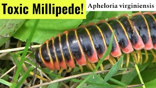 Toxic Millipede: The Kentucky Flat Millipede (Apheloria virginiensis)