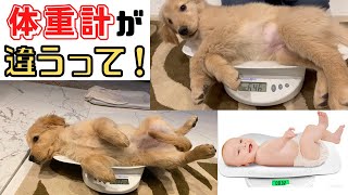 【悲報】ゴールデンレトリバー子犬（9ヶ月と3ヶ月）、乳児用の体重計で体重を測られる！