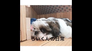 [生後2カ月半シーズー]らいくんの日常。