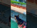 避けられぬ闘い shepherd シェパード 大型犬