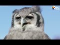 owls singing opera