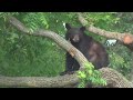 Black bear spotted in DC neighborhood