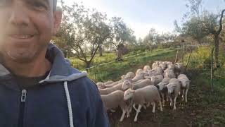 Porque no metemos las corderas en los olivos.. el sueño de un amante de la naturaleza y tranquilidad