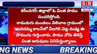 SBNEWS//కరీంనగర్:జిల్లాలో ఓ వింత పాము పాము నోరు తెరిస్తే వింత అరుపులు