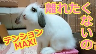 #20【ライオンロップのあん】テンションMAX! 後追いでへやんぽ 【うさぎ】Jump in excitement! Rabbit comes with me