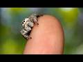 The Mind-Blowing Vision of Jumping Spiders