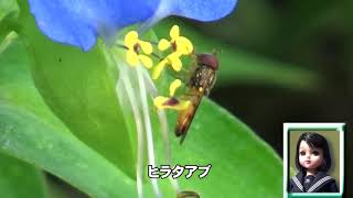 30秒の心象風景19588・花粉のない雄しべで～ヒラタアブ～