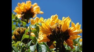 Amazing and Most Beautiful Yellow Spathodea Flowers | Yellow Flame Flowers