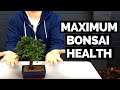 Bonsai Tree Health: (Effective) Slip Potting Bonsai Trees for Max Health