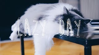 ONLY MILK | My cats, these lazy!!!