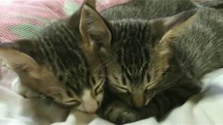 【小梅】久しぶりの日光浴　茂平と小麦は遊んでネンネ　Today's cat　2019/10/05