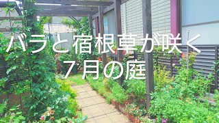 2023.7.19【バラと宿根草が咲く7月の庭】#vlog #ガーデニング#rosegarden